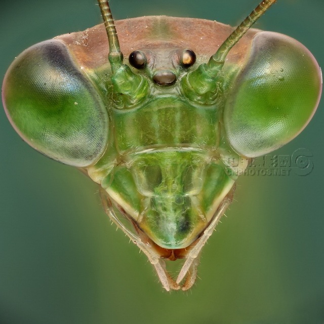 5. 昆虫肖像——螳螂
