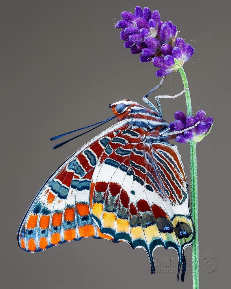 匈牙利摄影师镜头下的花与蝴蝶