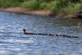 母鸭带着76只鸭宝宝过河